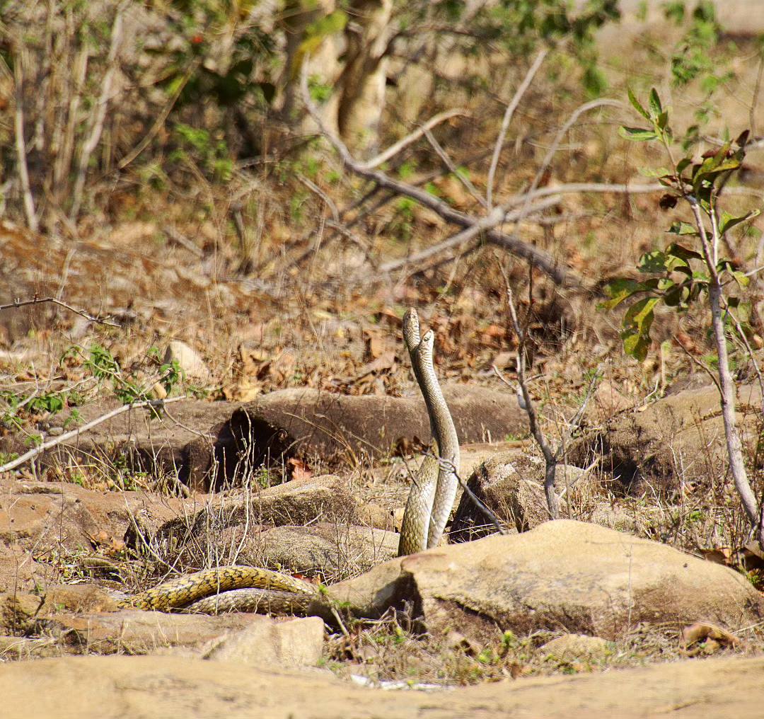 Two Cape cobras in the desert